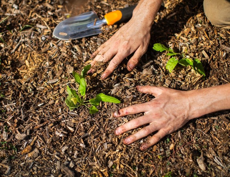 Orchard tree planting on campus